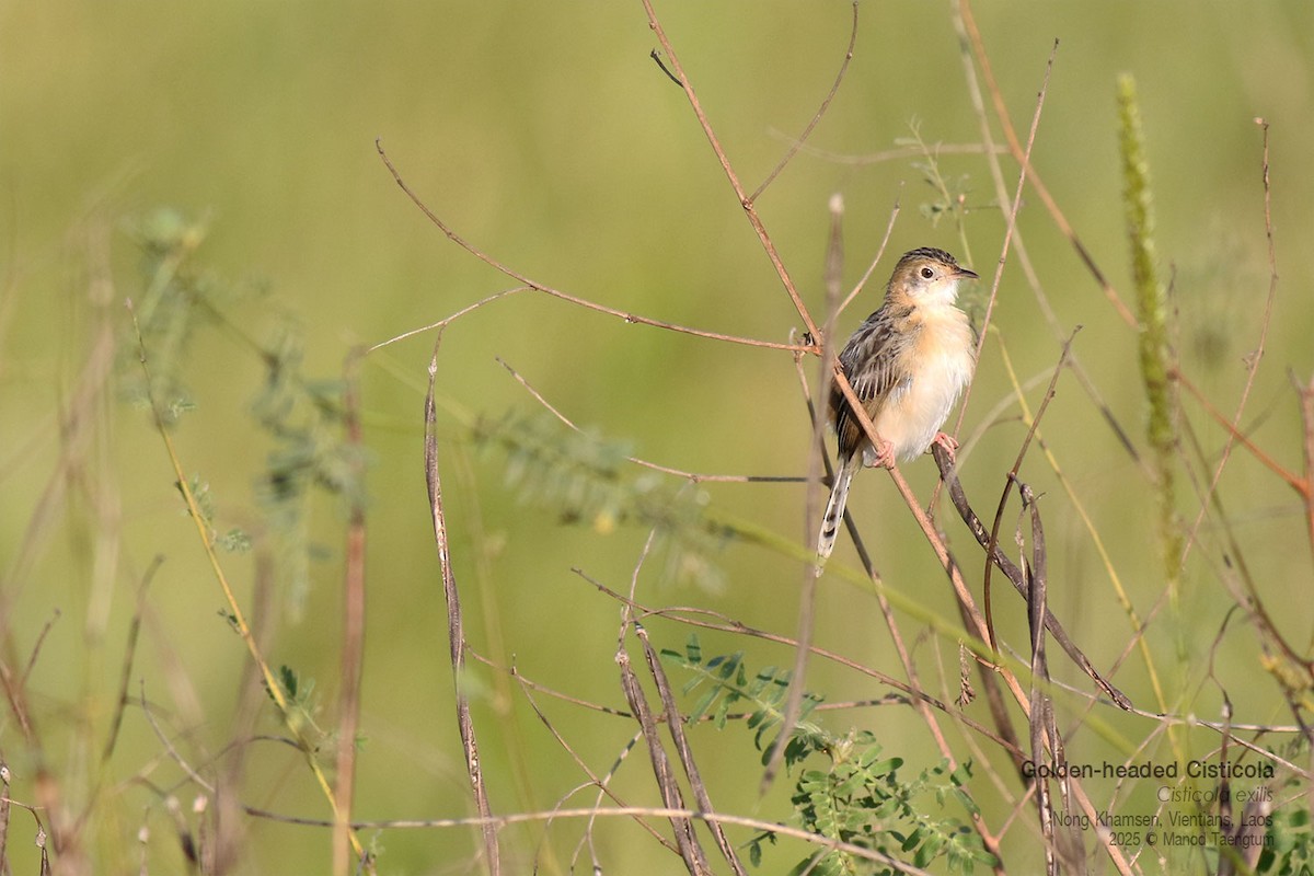 Golden-headed Cisticola - ML646731376