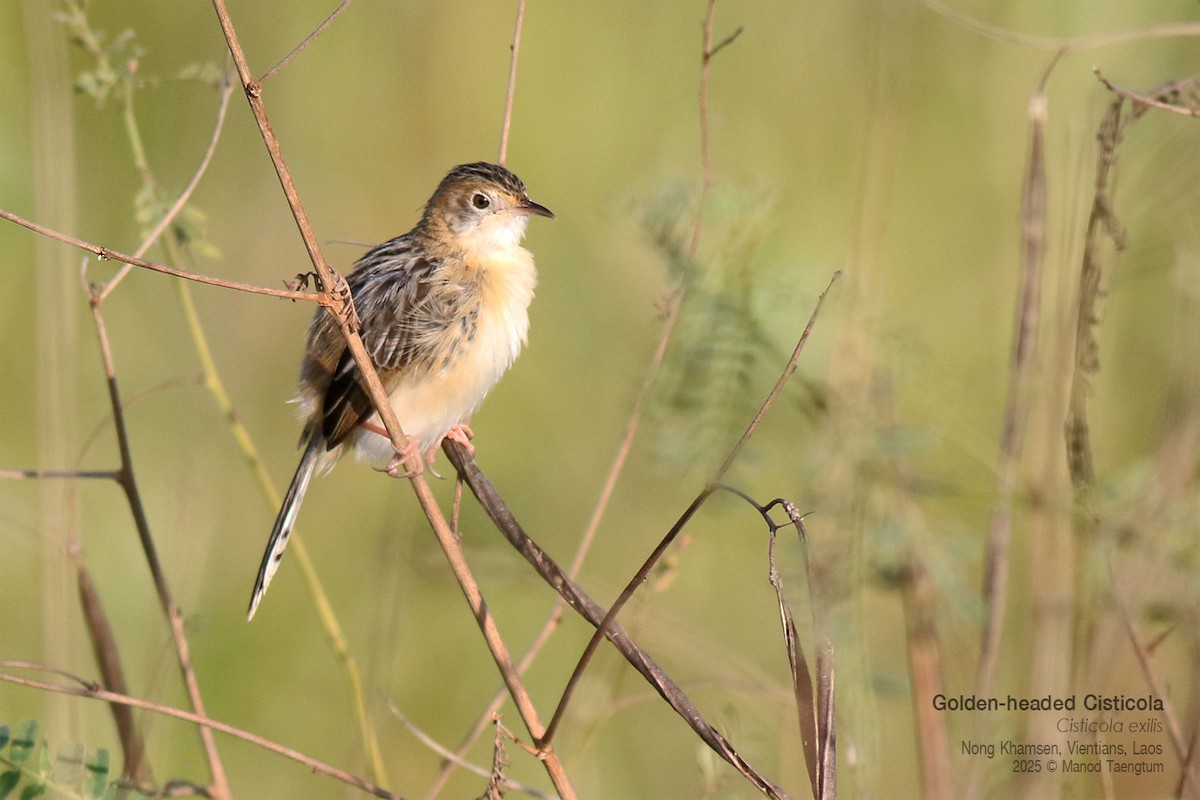 Golden-headed Cisticola - ML646731377