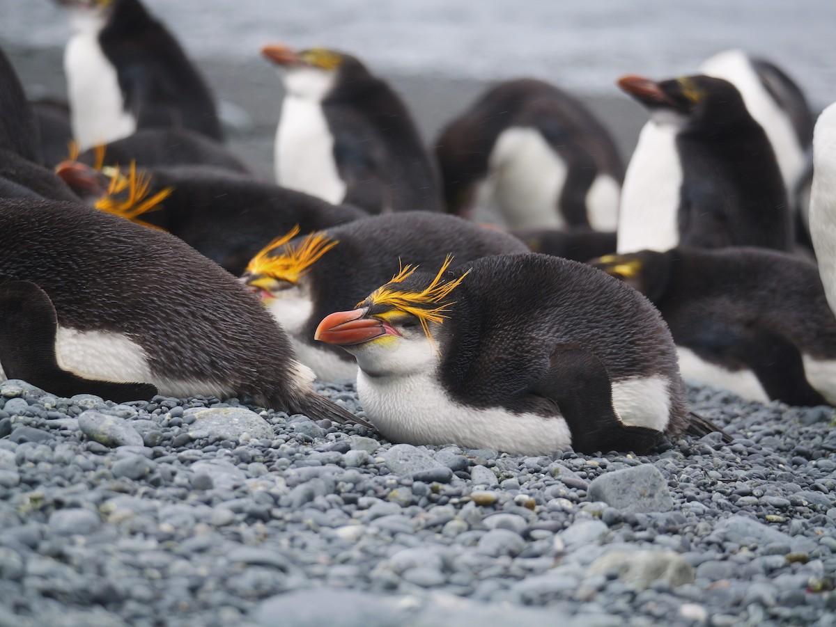 Royal Penguin - ML646731382