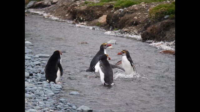 Royal Penguin - ML646731384