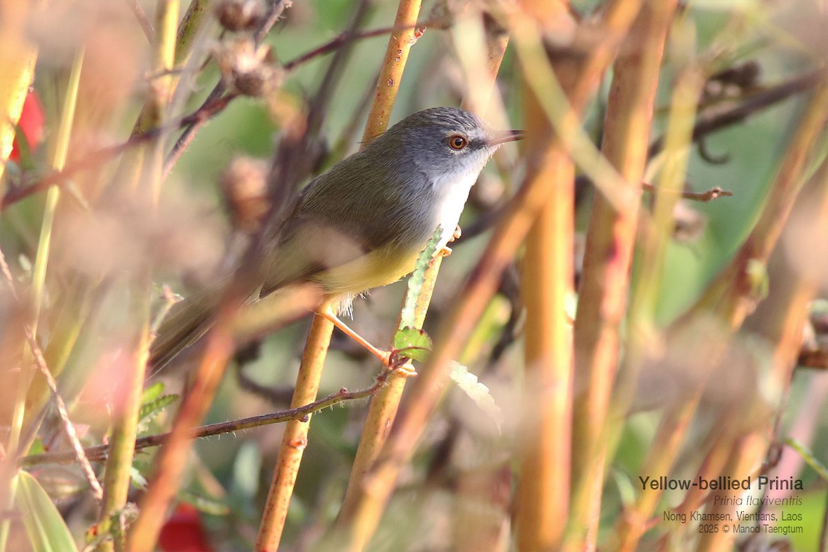 Yellow-bellied Prinia - ML646731385