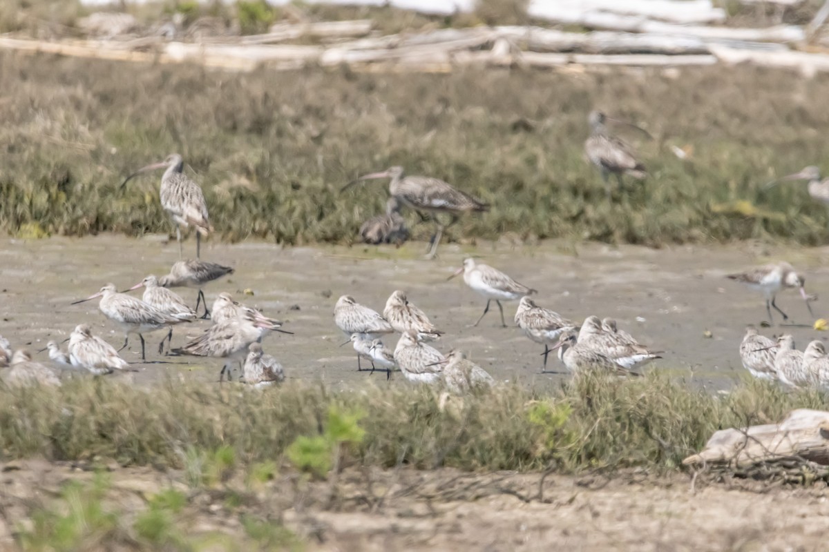 Curlew Sandpiper - ML646731389