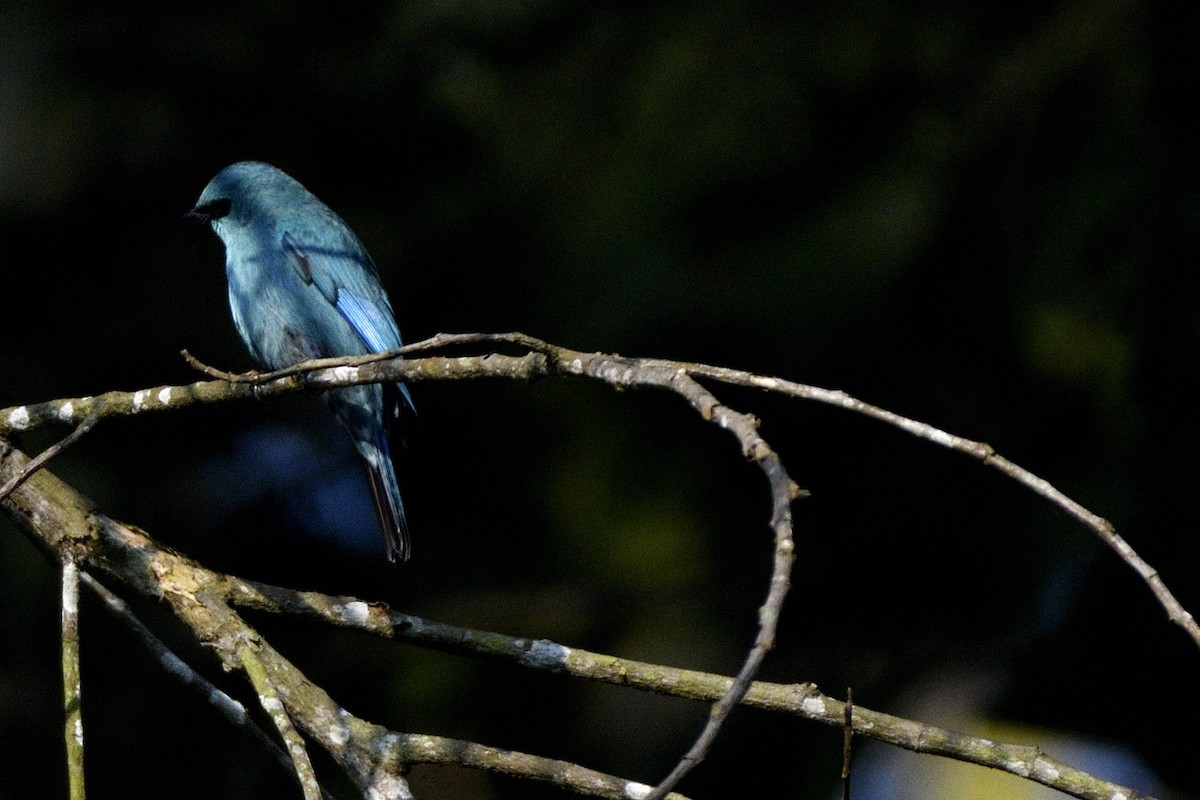 Verditer Flycatcher - ML646731391
