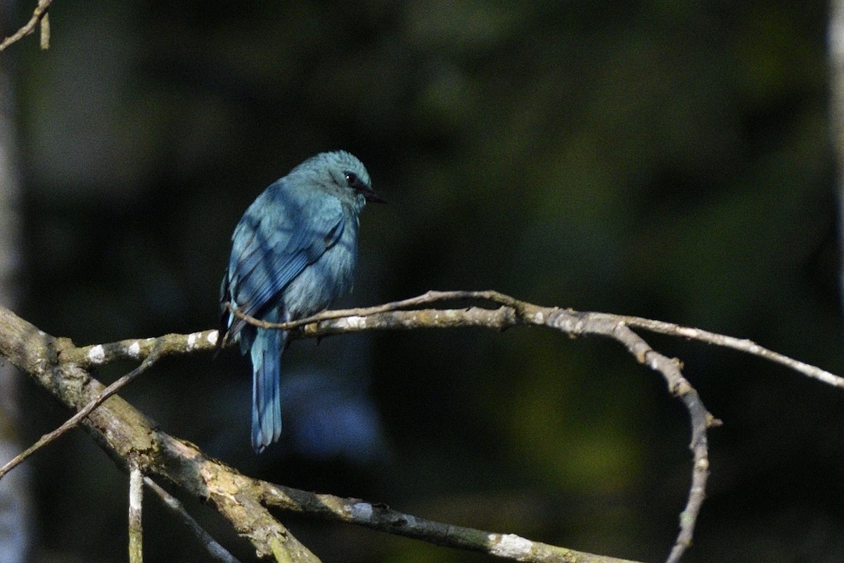 Verditer Flycatcher - ML646731392