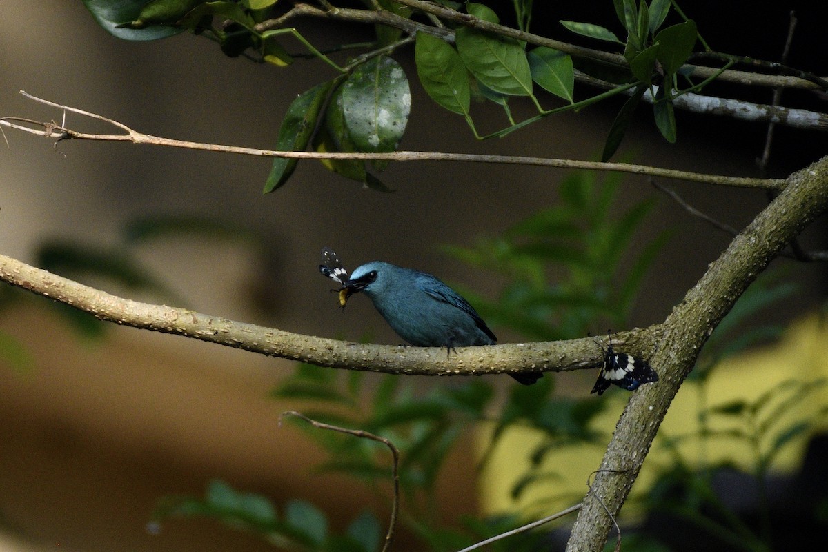 Verditer Flycatcher - ML646731393