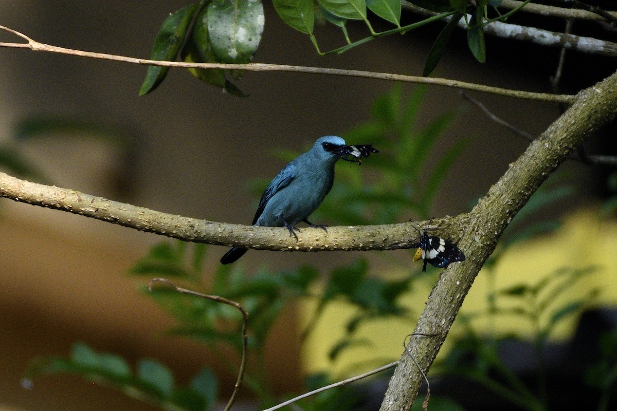 Verditer Flycatcher - ML646731394