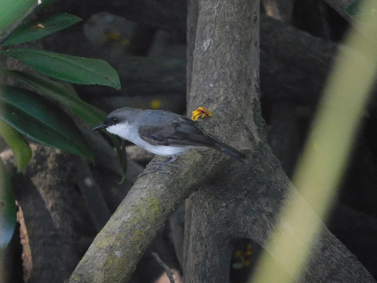 Мангровая дриада - ML646731398