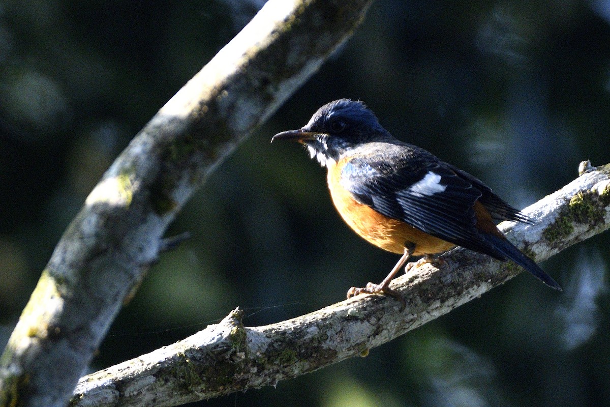 Blue-capped Rock-Thrush - ML646731404