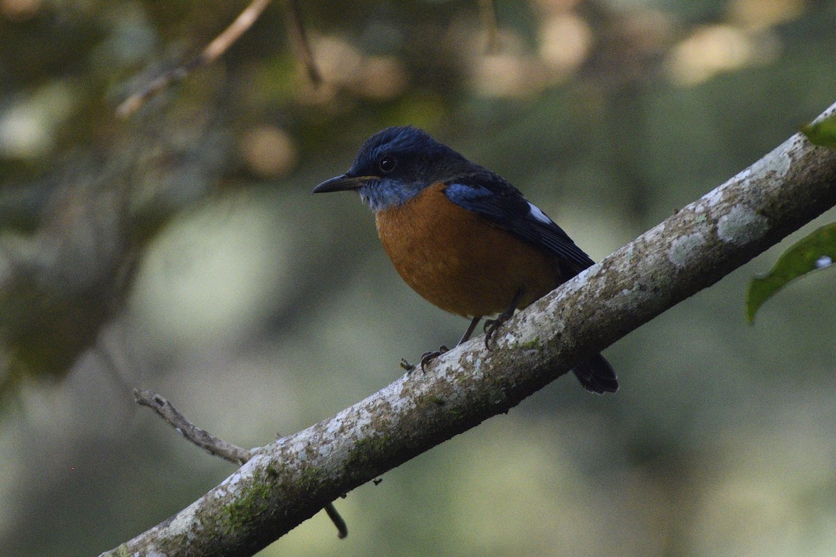 Blue-capped Rock-Thrush - ML646731405