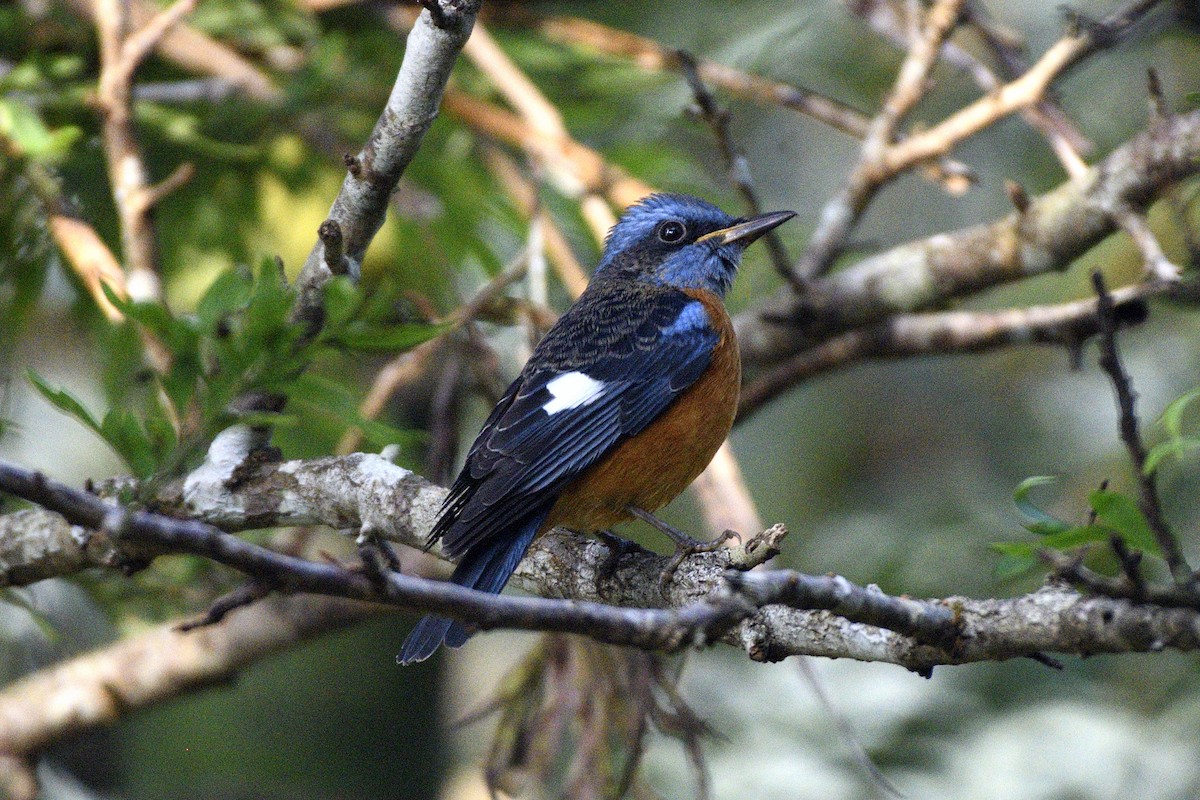 Blue-capped Rock-Thrush - ML646731406