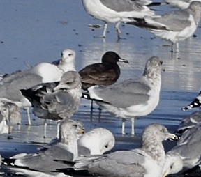 Heermann's Gull - ML646731407