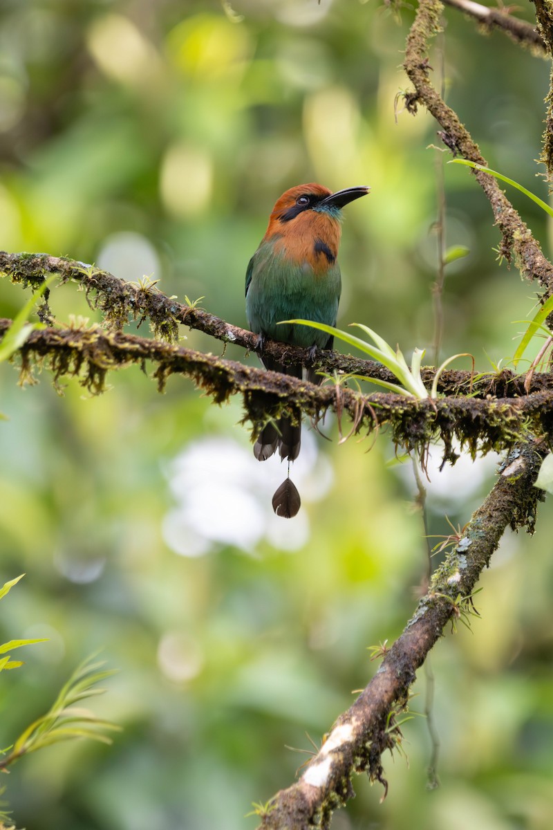 Broad-billed Motmot - ML646731408