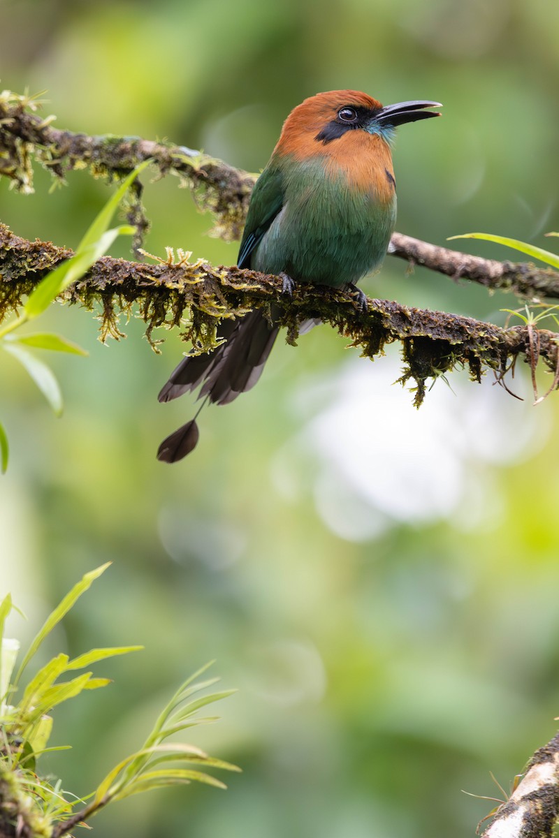 Broad-billed Motmot - ML646731409