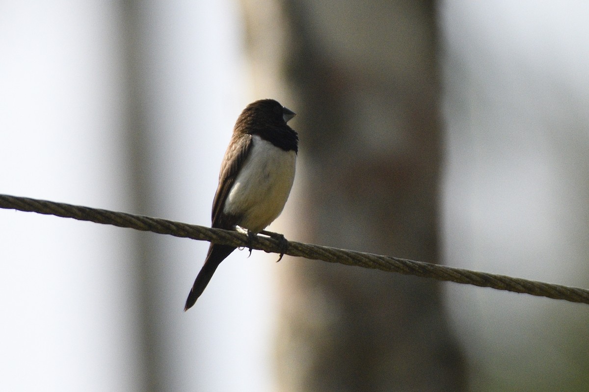 White-rumped Munia - ML646731410