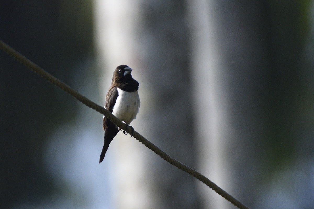 White-rumped Munia - ML646731411