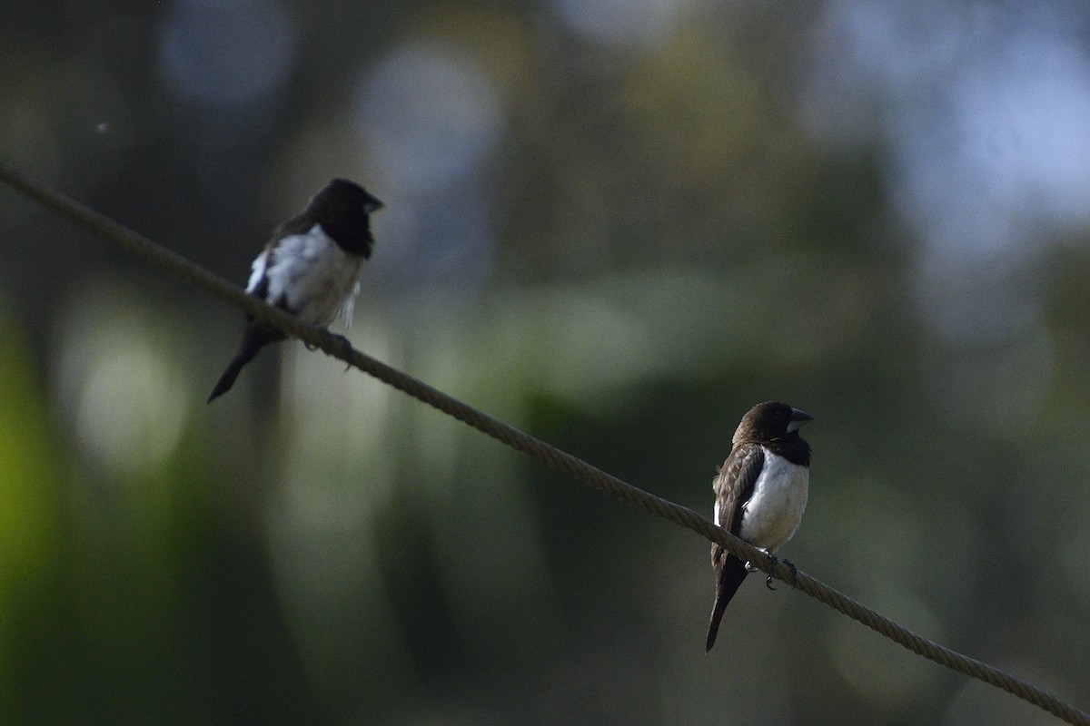 White-rumped Munia - ML646731412