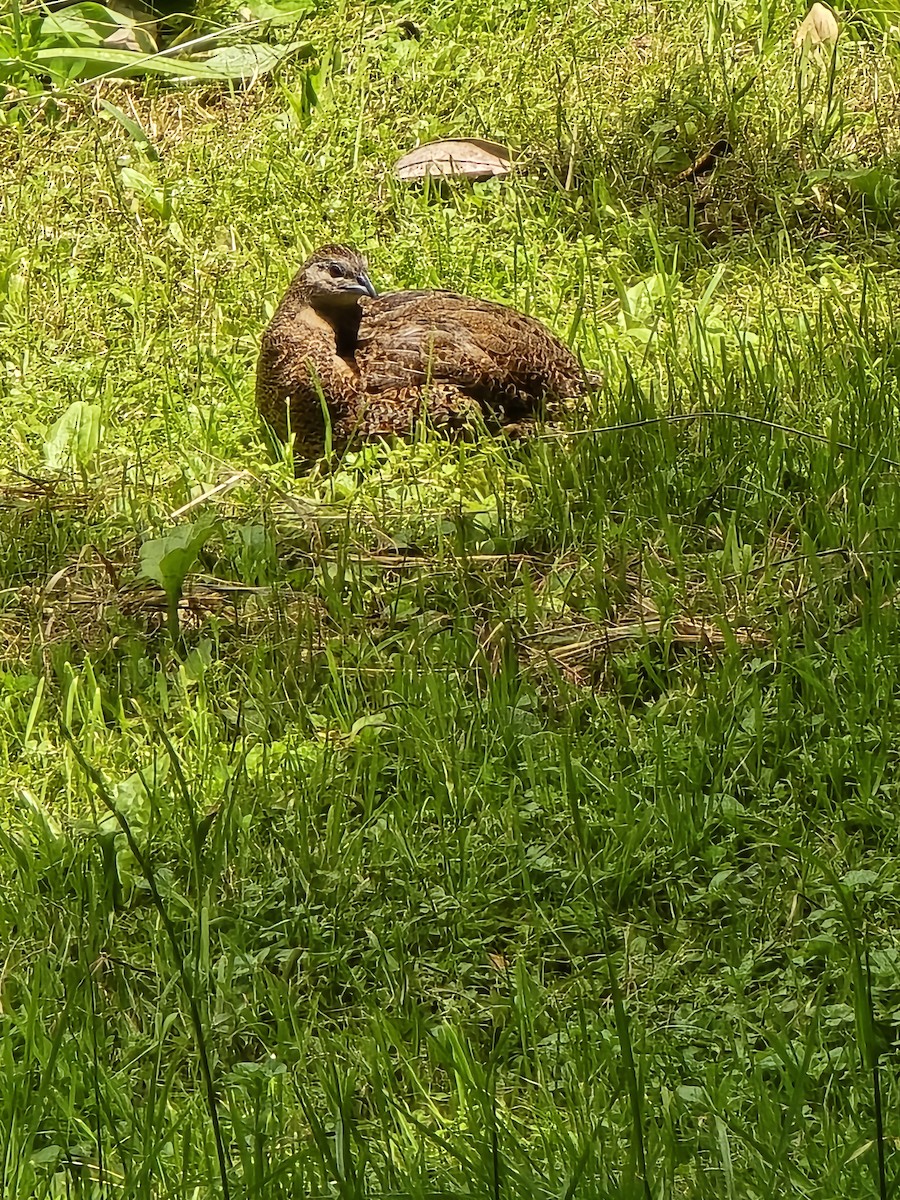 Brown Quail - ML646731413
