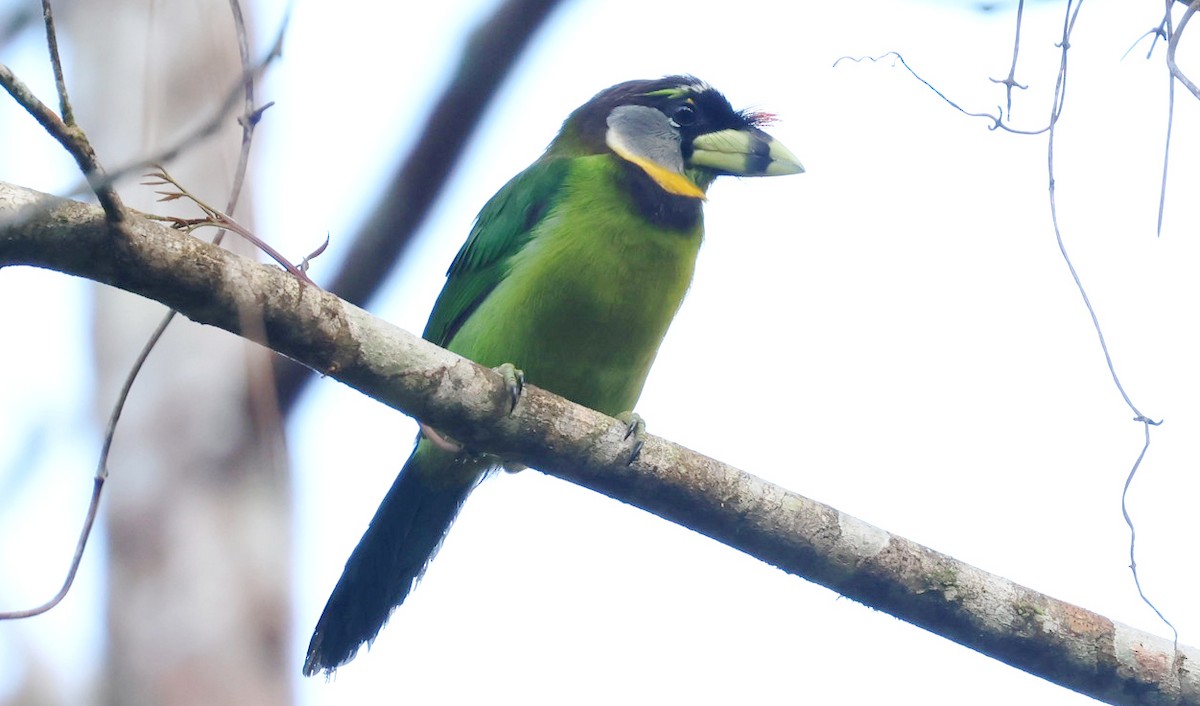 Бородастик червоночубий - ML646731420