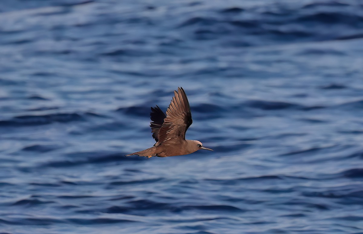 Kara Nodi (melanogenys) - ML646731426