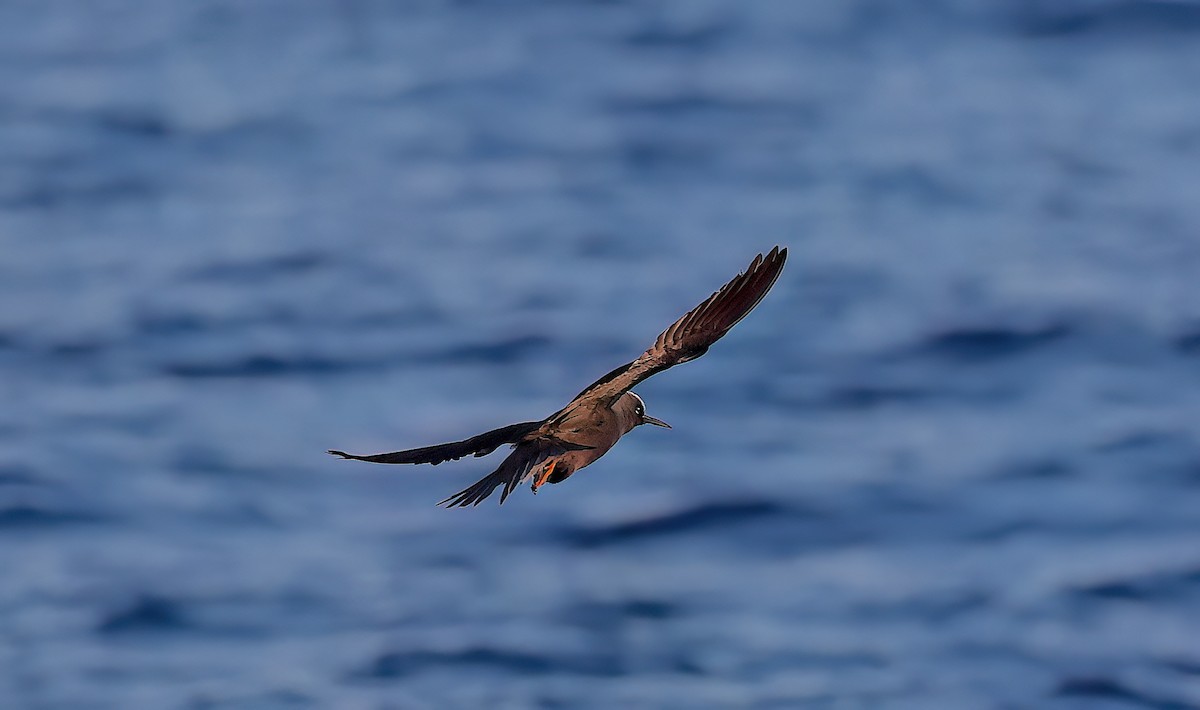 Kara Nodi (melanogenys) - ML646731427