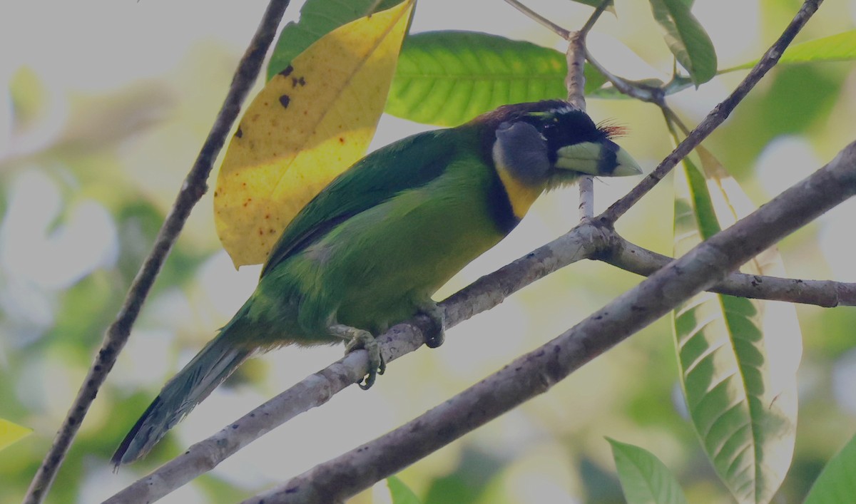 Бородастик червоночубий - ML646731428