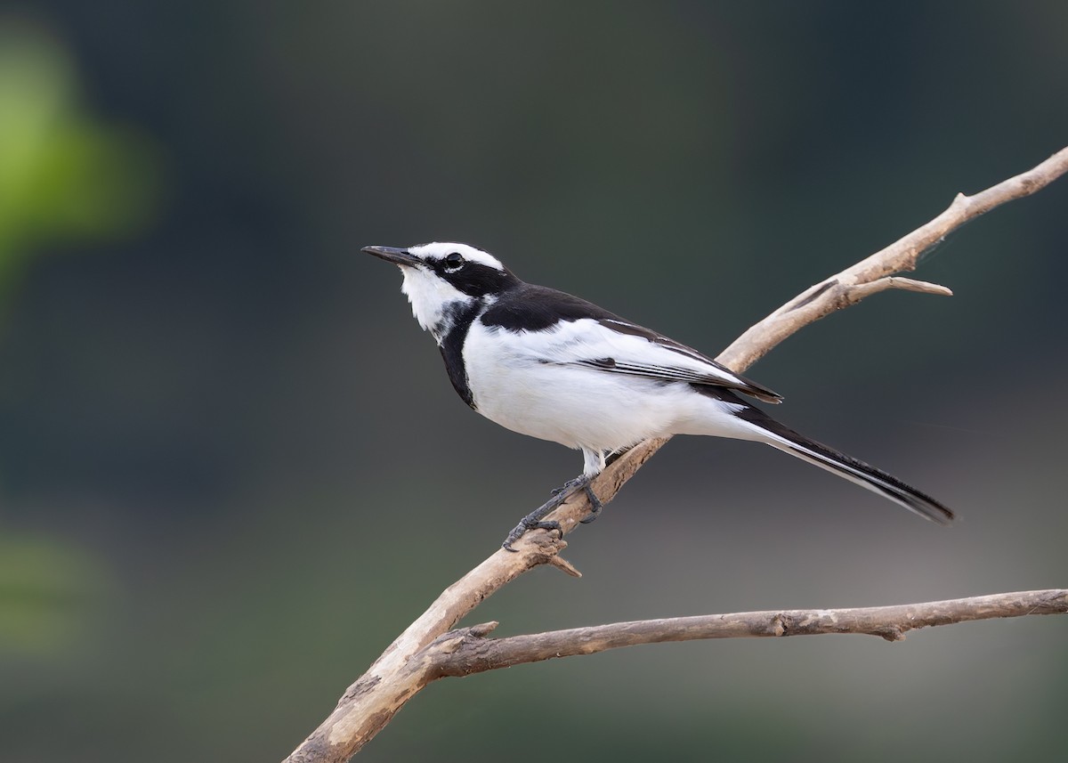 Mekong Wagtail - ML646731430