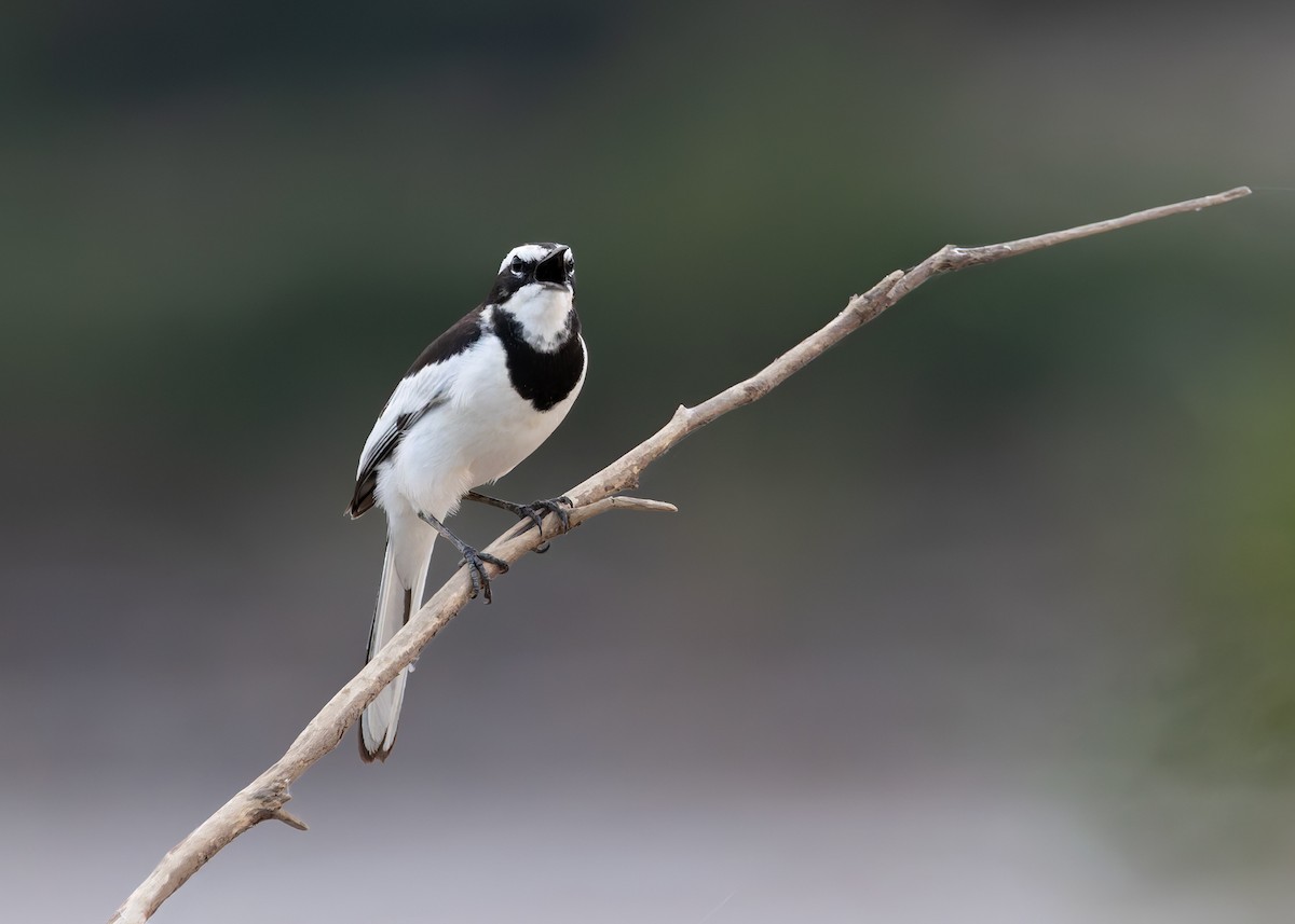 Mekong Wagtail - ML646731431