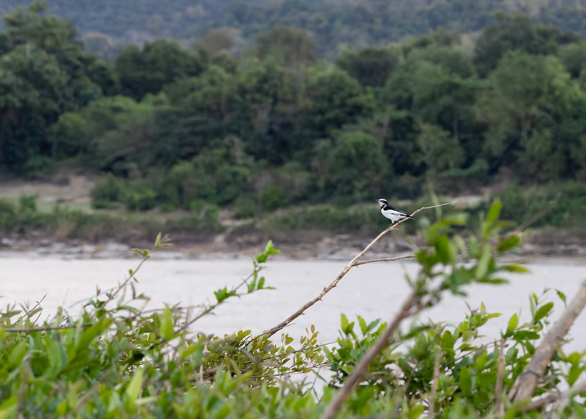 Mekong Wagtail - ML646731432