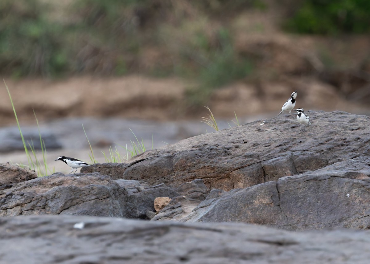 Mekong Wagtail - ML646731433