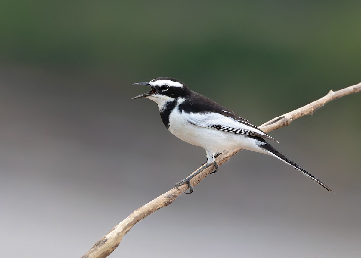 Mekong Wagtail - ML646731434