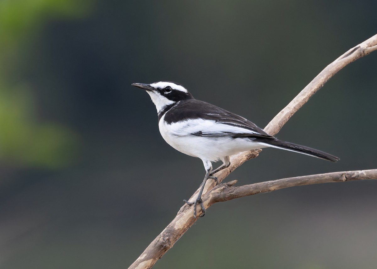 Mekong Wagtail - ML646731435