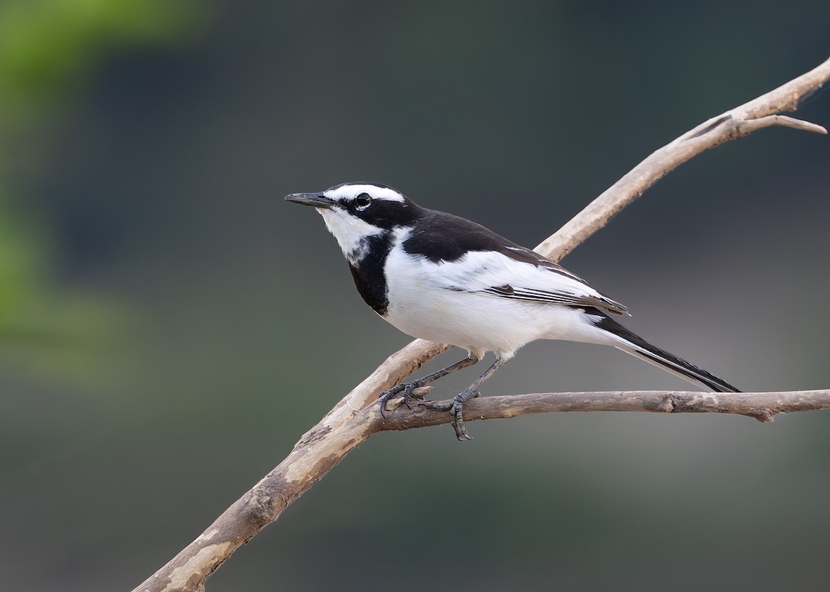 Mekong Wagtail - ML646731436