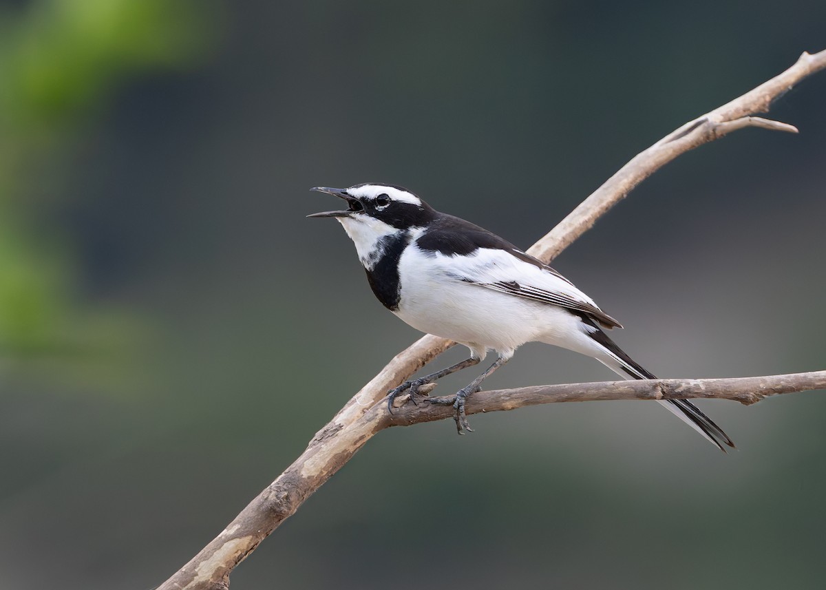 Mekong Wagtail - ML646731437