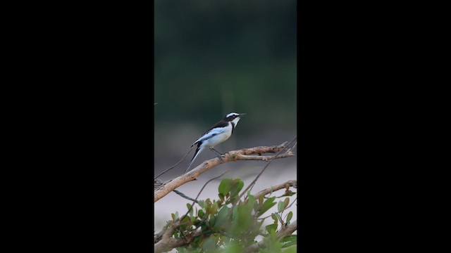 Mekong Wagtail - ML646731439