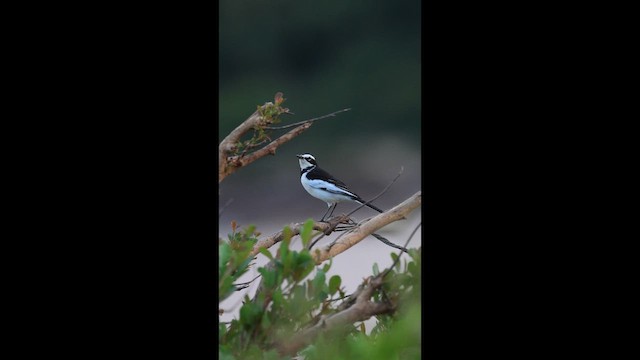 Mekong Wagtail - ML646731440