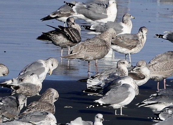 שחף בלתי-מזוהה (גדול) - ML646731441