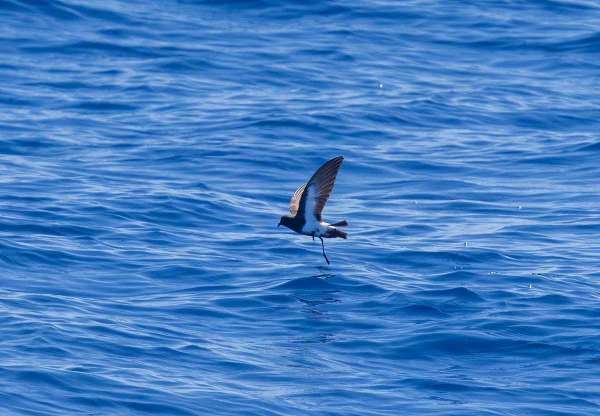 Black-bellied Storm-Petrel - ML646731444