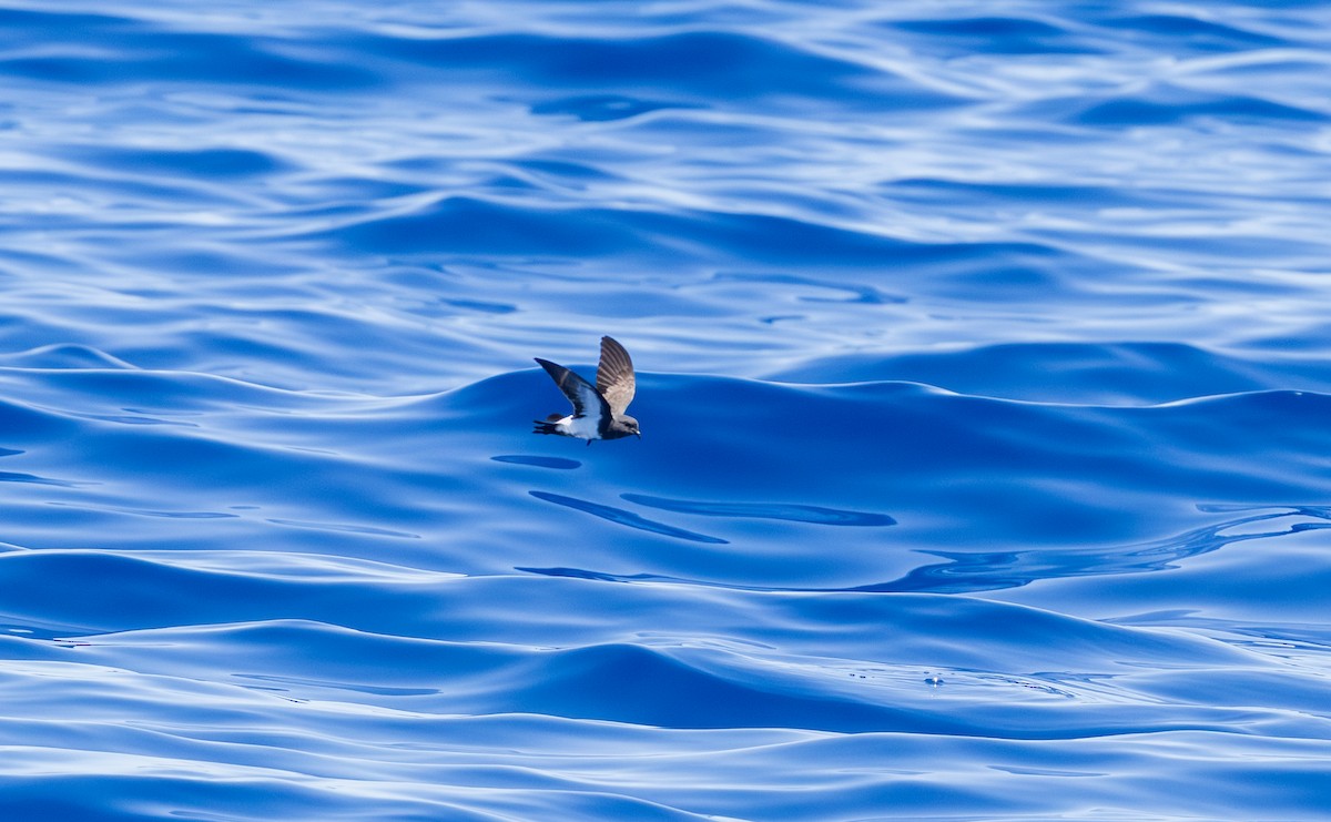 Black-bellied Storm-Petrel - ML646731445