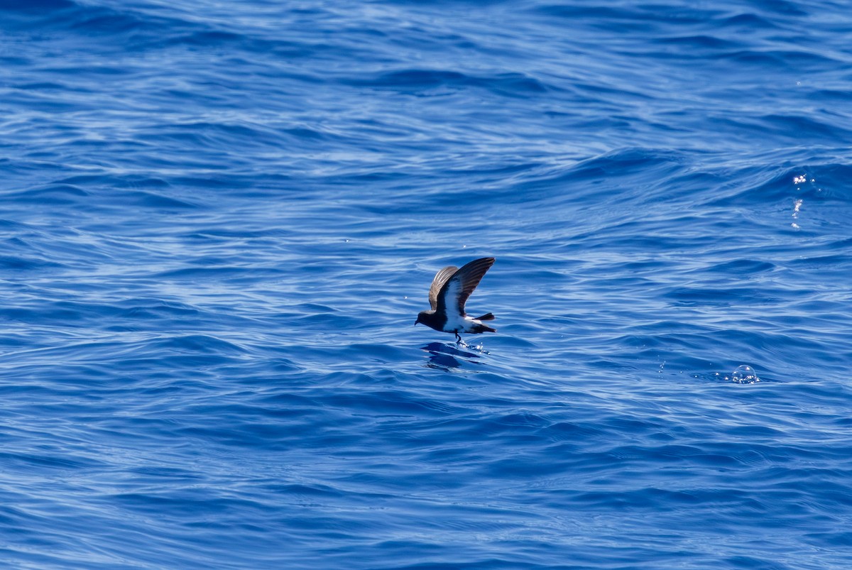 Black-bellied Storm-Petrel - ML646731446