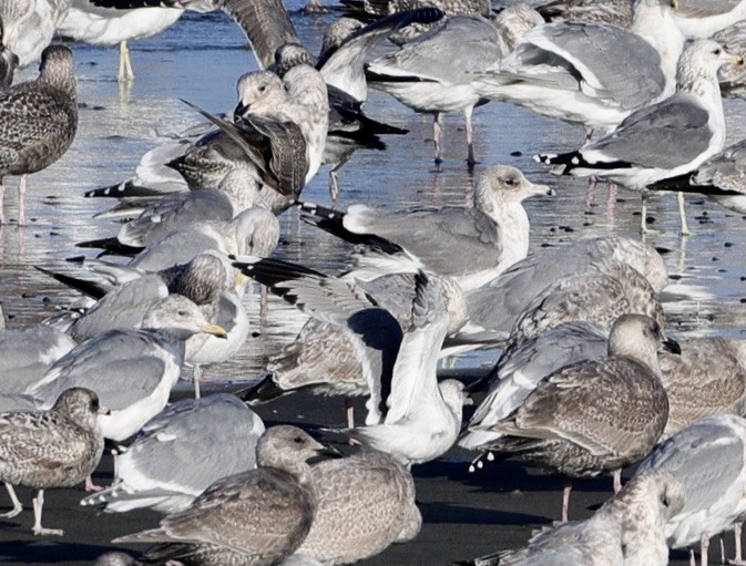 שחף בלתי-מזוהה (גדול) - ML646731447