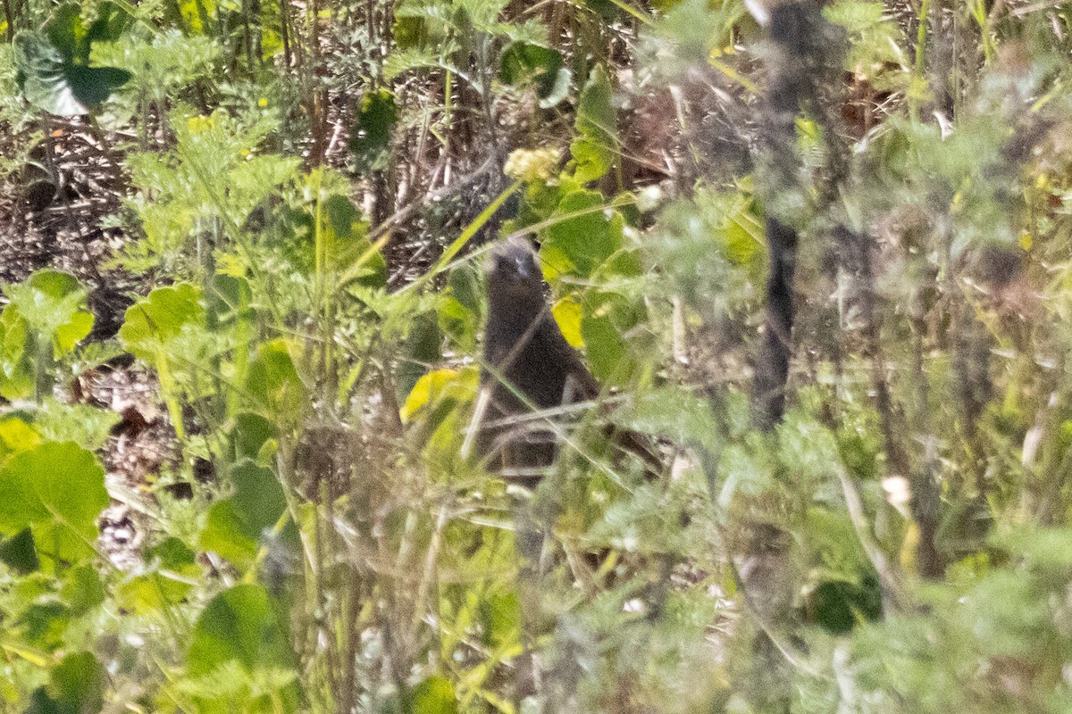 Brown Quail - ML646731456
