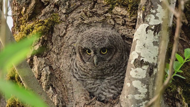 Сплюшка західна - ML646731457