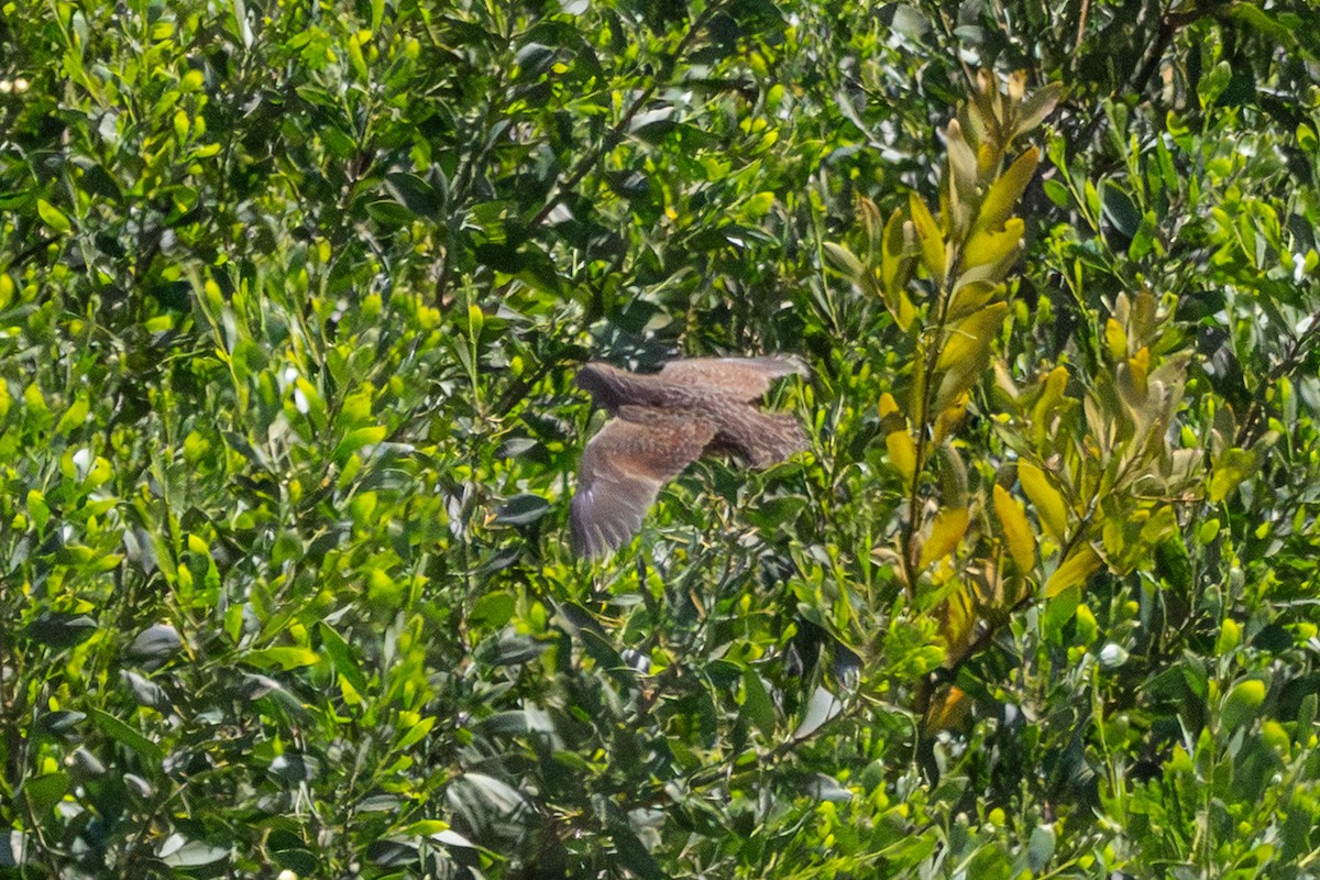 Brown Quail - ML646731458
