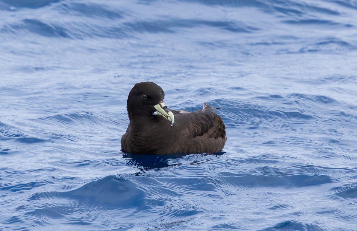 White-chinned Petrel - ML646731459