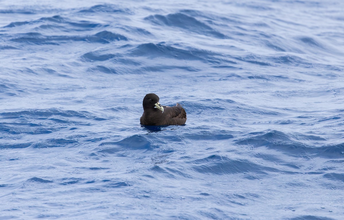 White-chinned Petrel - ML646731460