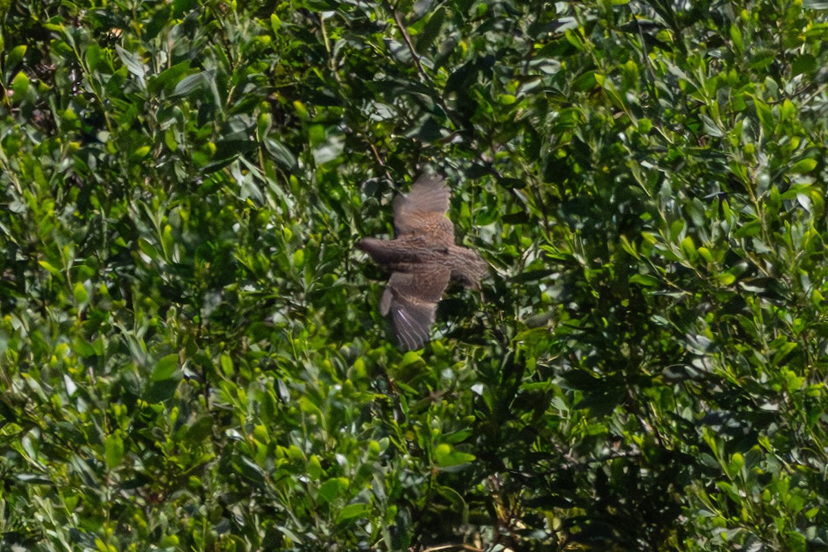 Brown Quail - ML646731461