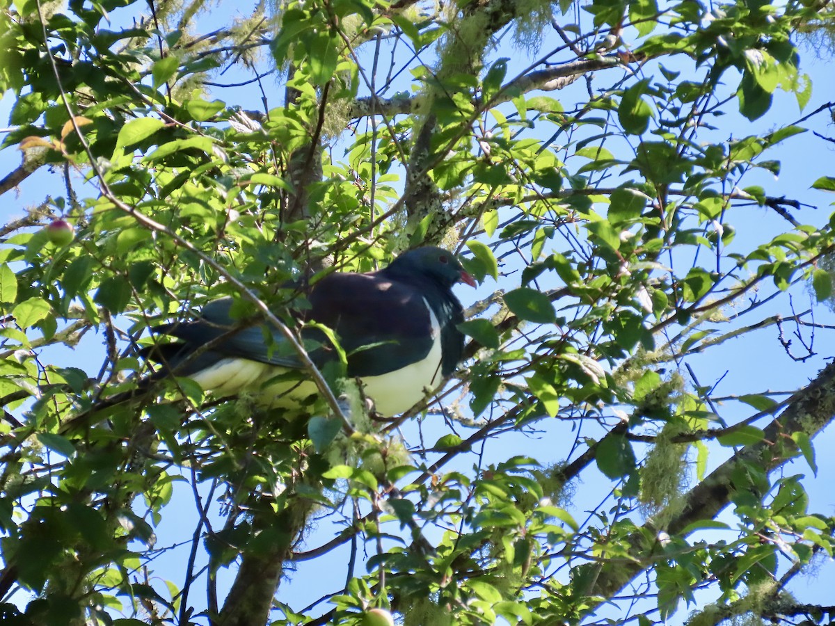 New Zealand Pigeon - ML646731462