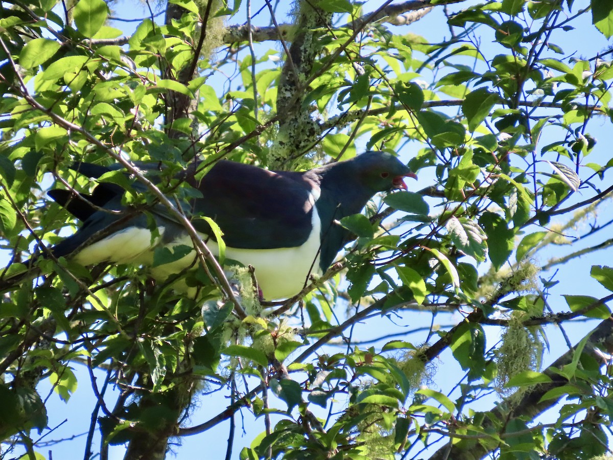New Zealand Pigeon - ML646731463