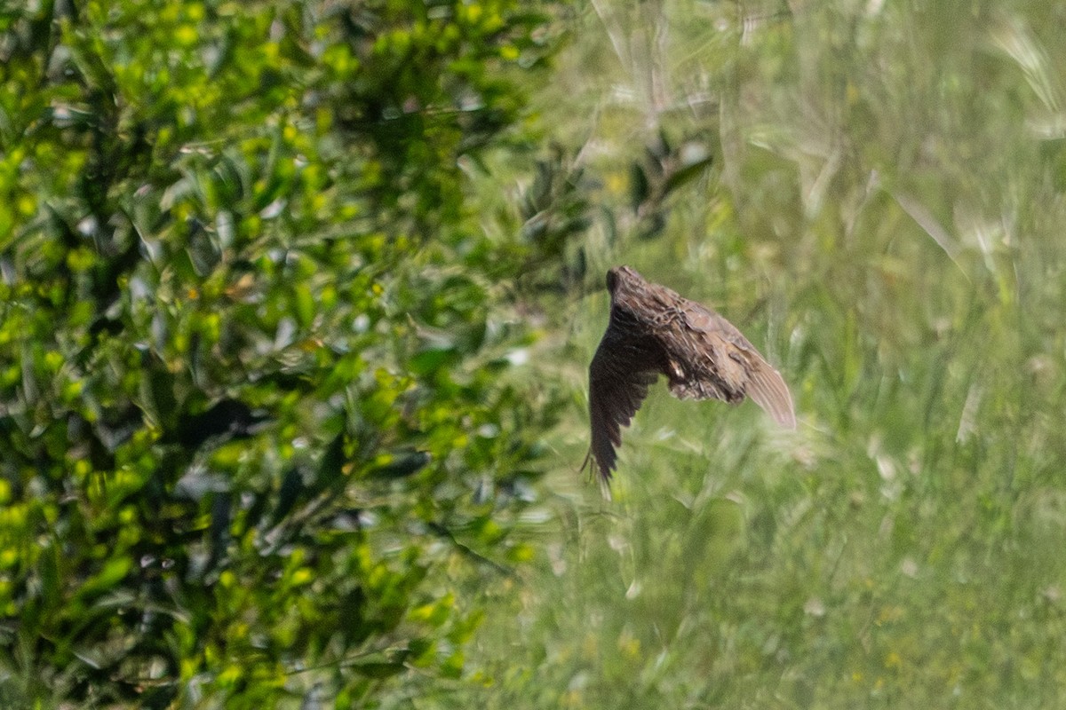 Brown Quail - ML646731464
