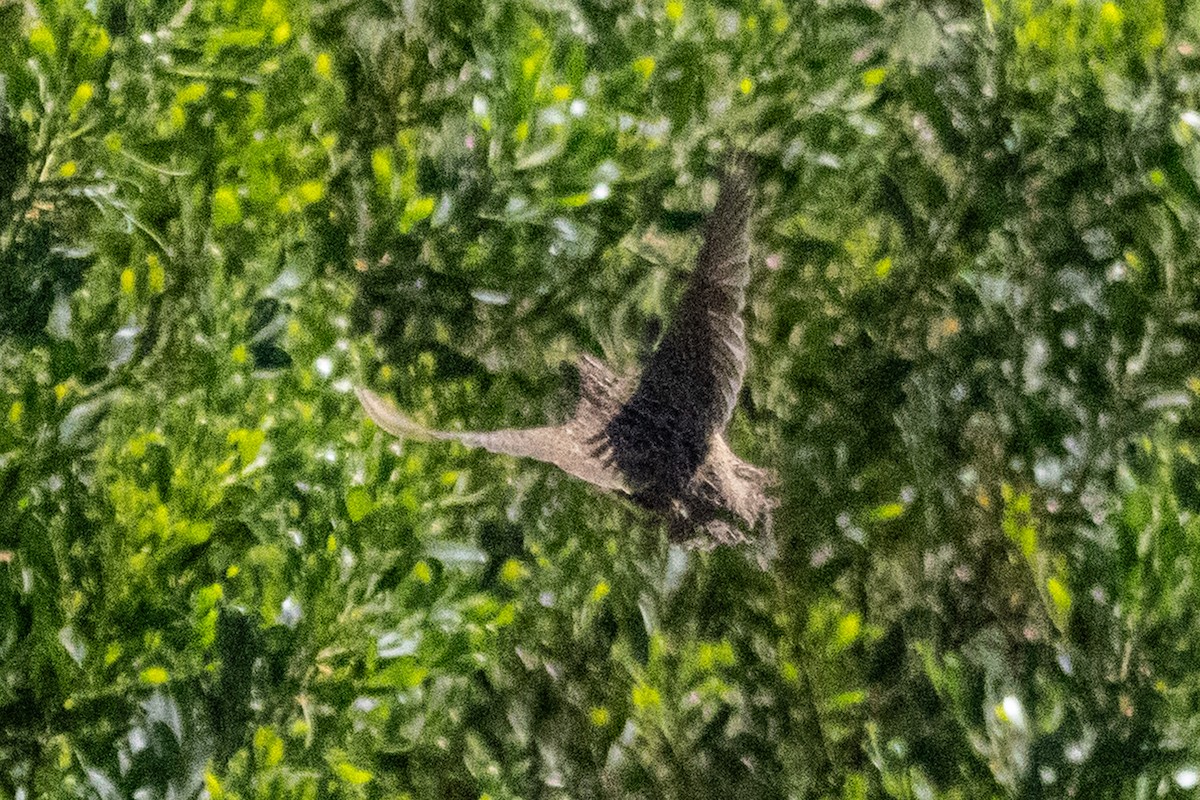 Brown Quail - ML646731465